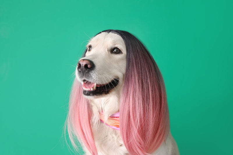 Pet Wigs: A Fun Trend for Stylish Furry Friends