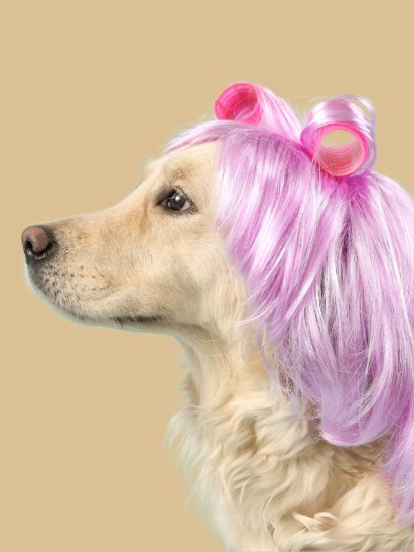 Pet Wigs